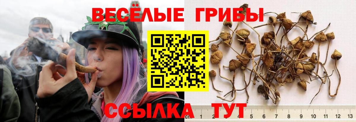 Галлюциногенные грибы GOLDEN TEACHER  Вход с VPN  закладка  Белогорск  Псилоцибиновые грибы мицелий 